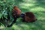 2013 07 06 beauval 254